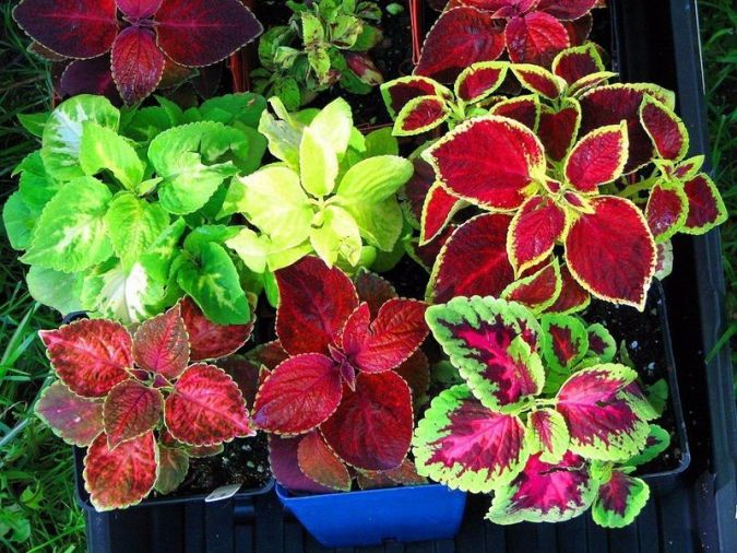 FLORES ORNAMENTAIS Coleus ARCO-ÍRIS SORTIDO (Coleus blumei)