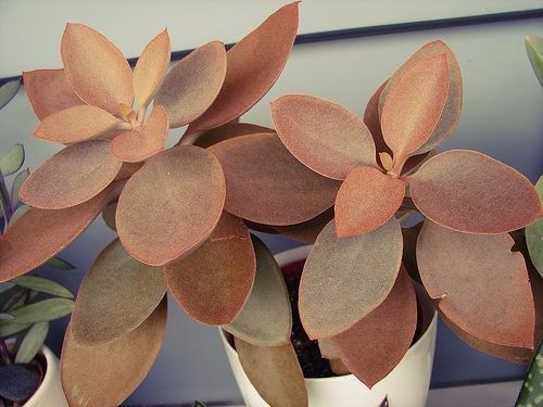 COLHER DE COBRE (Kalanchoe orgyalis)