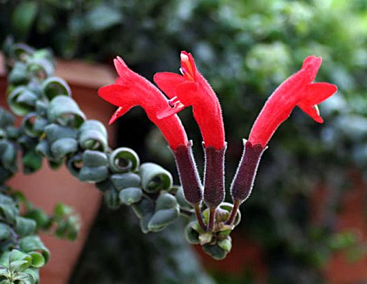 Sítio da Mata - COLUMEIA DOBRADA (Aeschynanthus rasta)