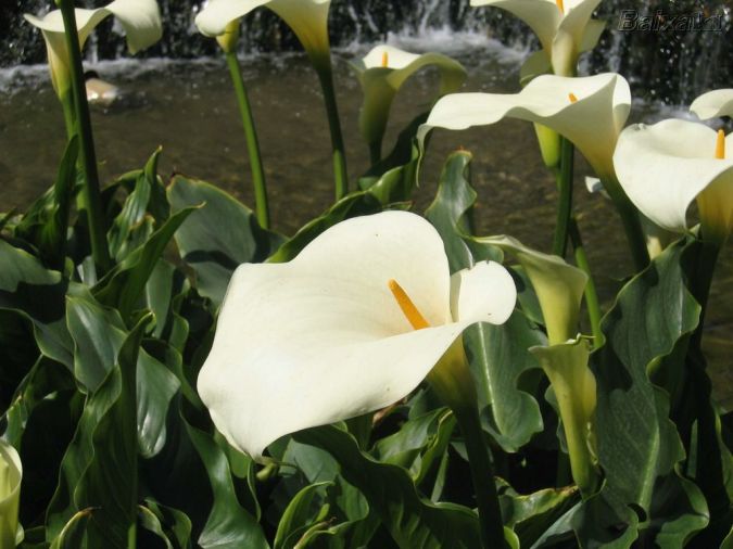 COPO DE LEITE (Zantedeschia aethiopica)