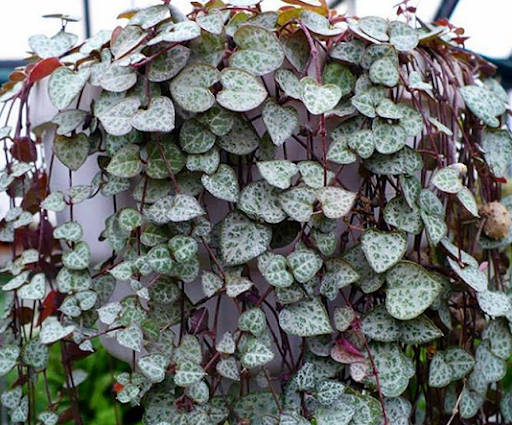 CORAÇÃO EMARANHADO (Ceropegia woodii)