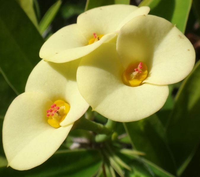 COROA DE CRISTO AMARELA (Euphorbia milii var. hislopii)