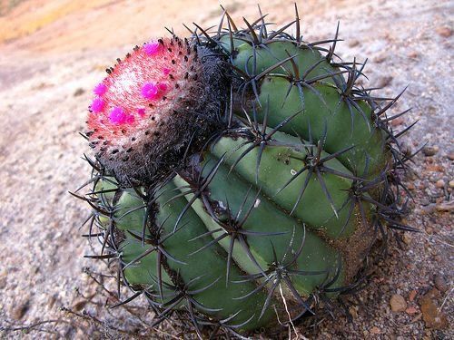 Sítio da Mata - CACTO COROA DE FRADE (Melocactus Zehntneri)