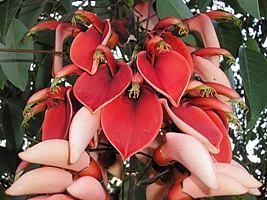 Corticeira (Erythrina crista-galli)