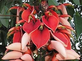 Sítio da Mata - Corticeira (Erythrina crista-galli)