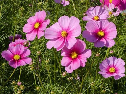 Sítio da Mata - FLORES ORNAMENTAIS Cosmos-de-Jardim CARNAVAL (Cosmus bipinnatus)
