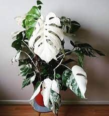 COSTELA DE ADÃO VARIEGATA (Monstera deliciosa "variegata")