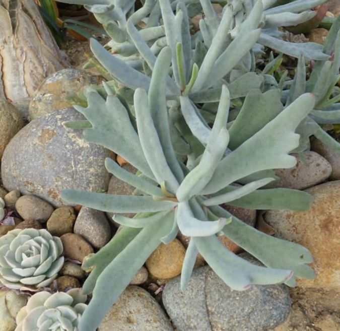 COTYLEDON ORBICULATA 'ELK HORN' (Cotyledon orbiculata)