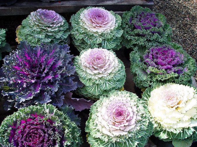 Sítio da Mata - FLORES ORNAMENTAIS Couve-Ornamental ARCO-ÍRIS (Brassica oleracea)