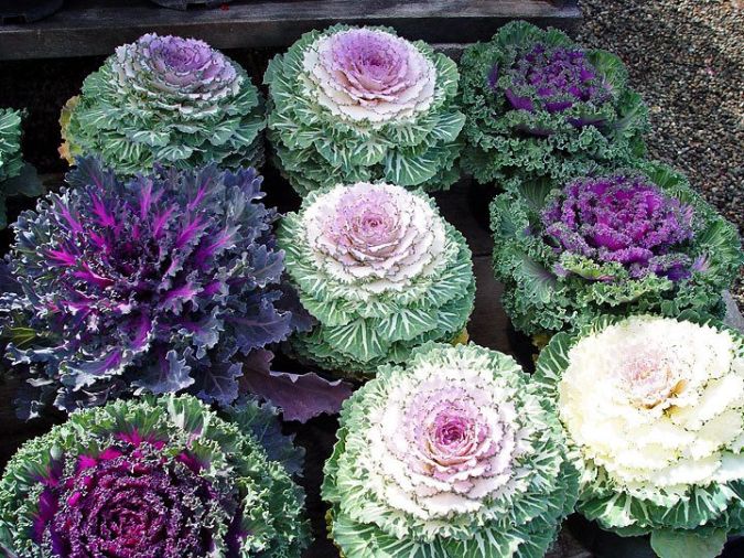 FLORES ORNAMENTAIS Couve-Ornamental ARCO-ÍRIS (Brassica oleracea)