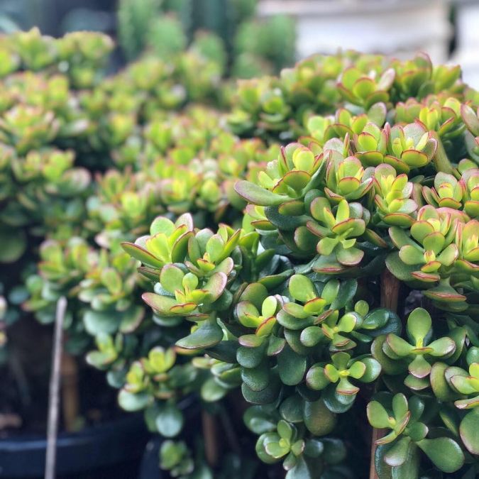 CRASSULA OVATA MINOR (Crassula ovata 'Minor') 