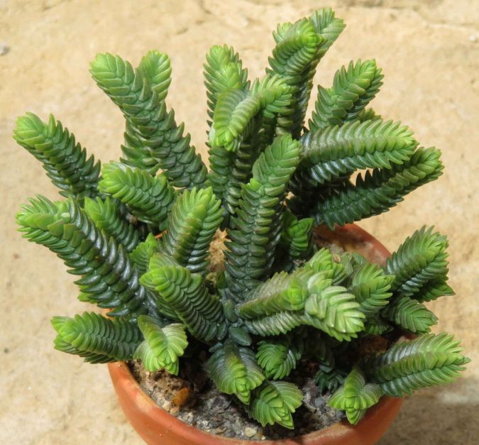 CRASSULA PURPUSII (Crassula muscosa var. purpusii) 