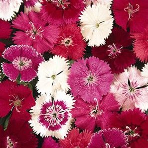 Sítio da Mata - FLORES ORNAMENTAIS Cravina ANÃ SINGELA SORTIDA DA ÍNDIA (Dianthus chinensis L)
