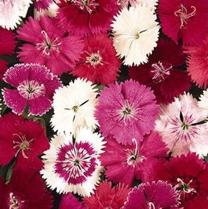 FLORES ORNAMENTAIS Cravina ANÃ SINGELA SORTIDA DA ÍNDIA (Dianthus chinensis L)