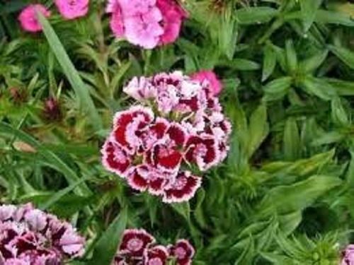 FLORES ORNAMENTAIS Cravina BARBATUS ALTA DOBRADA SORTIDA (Dianthus barbatus)