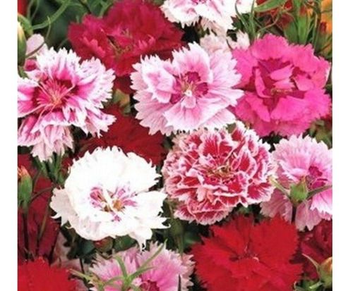 FLORES ORNAMENTAIS Cravina RENDADA DOBRADA SORTIDA (ANÃ-DA-ÍNDIA) (Dianthus chinensis L)