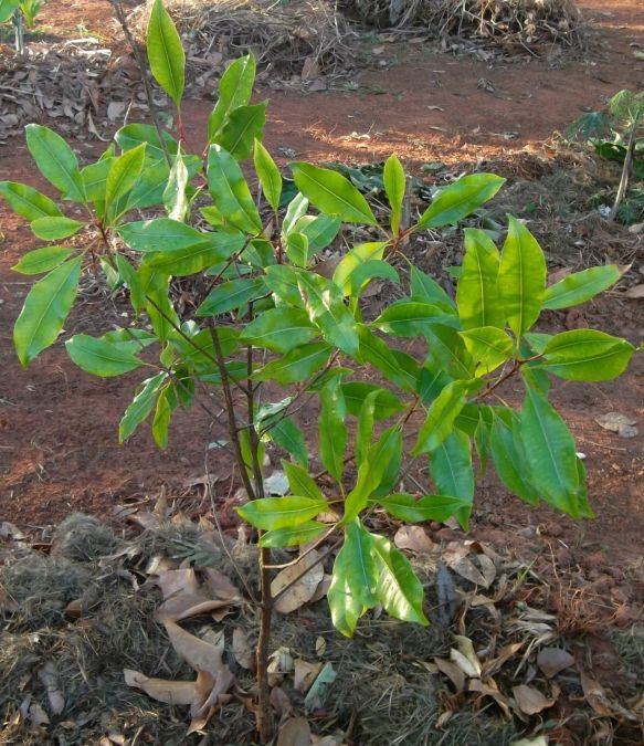 CRAVO DA ÍNDIA (Eugenia caryophyllata) 