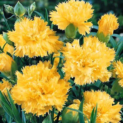 Sítio da Mata - FLORES ORNAMENTAIS Cravo Chabaud GIGANTE DOBRADO AMARELO (Dianthus caryophyllus)
