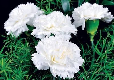 FLORES ORNAMENTAIS Cravo Chabaud GIGANTE DOBRADO BRANCO (Dianthus caryophyllus)