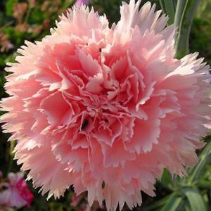 FLORES ORNAMENTAIS Cravo Chabaud GIGANTE DOBRADO ROSA (Dianthus caryophyllus)