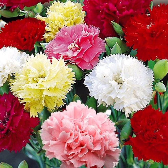 Sítio da Mata - FLORES ORNAMENTAIS Cravo Chabaud GIGANTE DOBRADO SORTIDO (Dianthus caryophyllus)