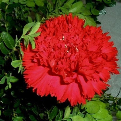 Sítio da Mata - FLORES ORNAMENTAIS Cravo Chabaud GIGANTE DOBRADO VERMELHO (Dianthus caryophyllus)