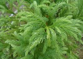 Sítio da Mata - CRIPTOMERIA VERDE (Cryptomeria japonica)