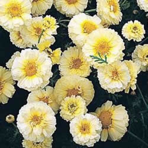 Sítio da Mata - FLORES ORNAMENTAIS Crisântemo DOBRADO SORTIDO (Chrysanthemum coronarium)