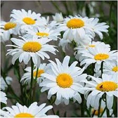 FLORES ORNAMENTAIS Crisântemo / Margaridinha Branca CRYSANTHEMUM PALUDOSUM (Leucanthemum paludosum ) 