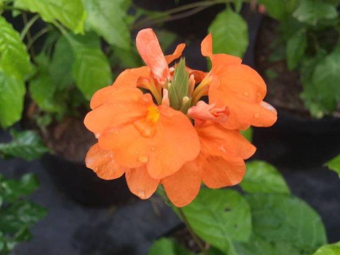 Sítio da Mata - CROSSANDRA (Crossandra infundibuliformis)