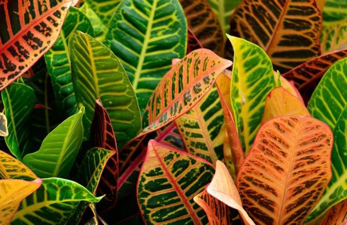 Croton Var Petra (Codiaeum variegatum)