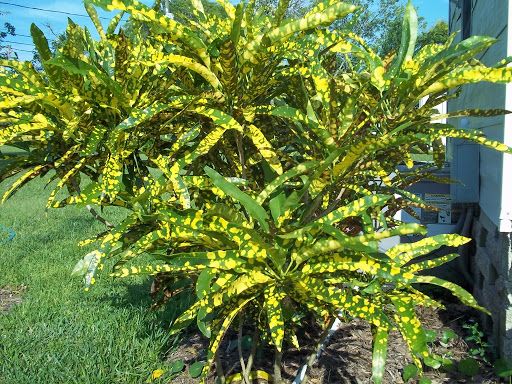 Sítio da Mata - CROTON BRASILEIRINHO (Codiaeum variegatum)