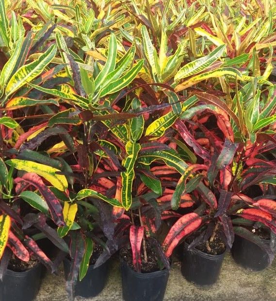 Sítio da Mata - CRÓTON VERMELHO (Codiaeum variegatum)
