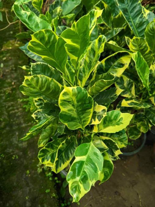 Sítio da Mata - CRÓTON EBURNEUM(CODIAEUM VARIEGATUM EBURNEUM)