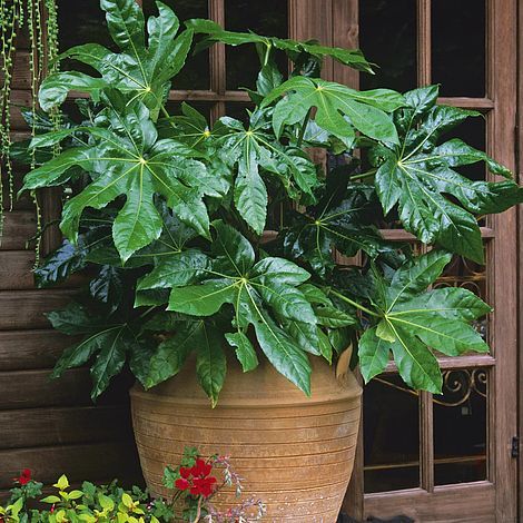 Sítio da Mata - ARÁLIA JAPONESA (Fatsia japonica)