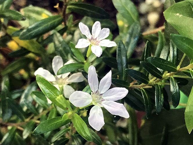 Sítio da Mata - ERICA BRANCA (Cuphea hyssopifolia)