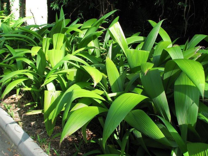 Sítio da Mata - CURCULIGO (Curculigo capitulata)