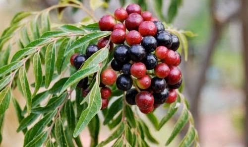 CURRY (Murraya koenigii)