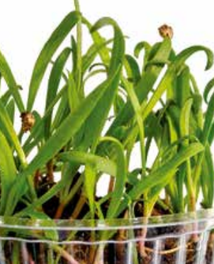 Sítio da Mata - MICROVERDE Espinafre DE VIROFLAY