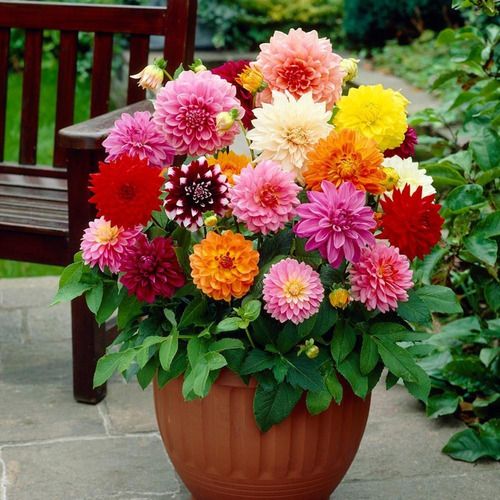 Sítio da Mata - FLORES ORNAMENTAIS Dália DOBRADA SORTIDA ANÃ (Dahlia pinnata)
