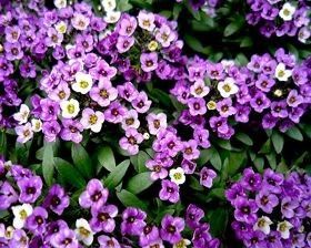 FLORES ORNAMENTAIS Alyssum VIOLETA