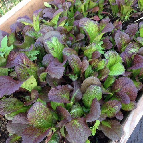 Sítio da Mata - MICROVERDE Mostarda  roxa  