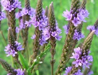 Sítio da Mata - Verbena (Verbena officinalis L.)