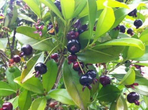 Sítio da Mata - GRUMIXAMA PRETA (Eugenia brasiliensis )