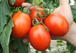 Sítio da Mata - Tomate IPA 6 ORGÂNICO