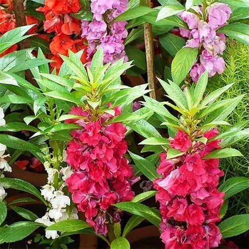 Sítio da Mata - FLORES ORNAMENTAIS Balsamina DOBRADA SORTIDA