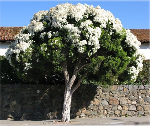 Sítio da Mata - MELALEUCA (Melaleuca linariifolia)