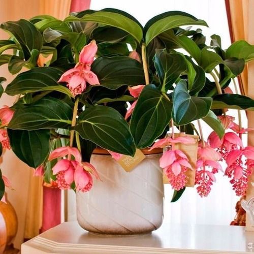 Sítio da Mata - MEDINILA (Medinilla magnifica)