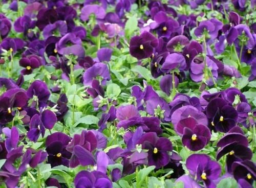 Sítio da Mata - FLORES ORNAMENTAIS Amor-perfeito GIGANTE SUÍÇO ROXO