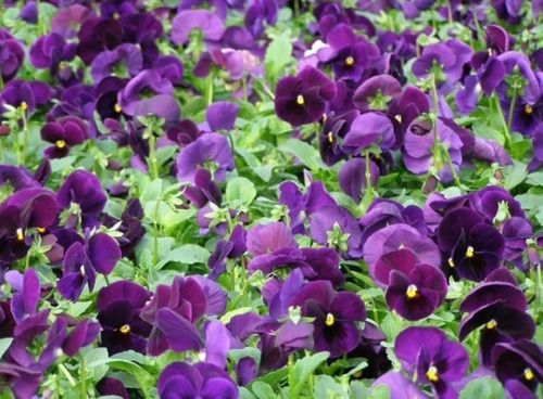 FLORES ORNAMENTAIS Amor-perfeito GIGANTE SUÍÇO ROXO